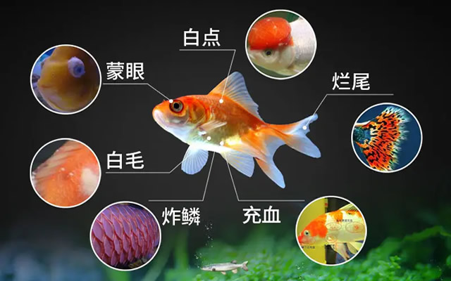 鱼病防治过程中六种常用的给药方法